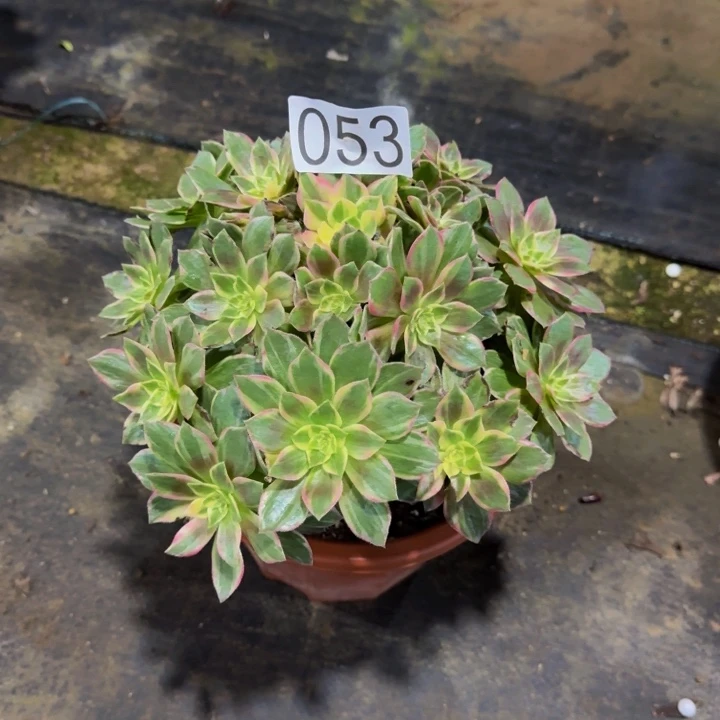 00000000000053万花筒福利价