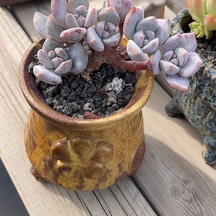 朵朵星影多肉植物