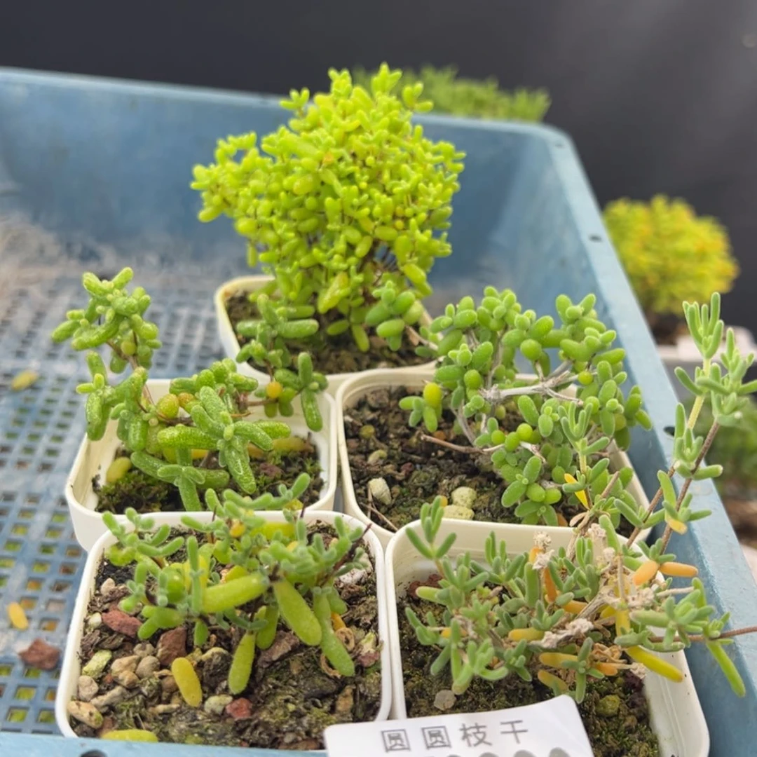 【闪购商品】新手套餐dy2826五颗不同品