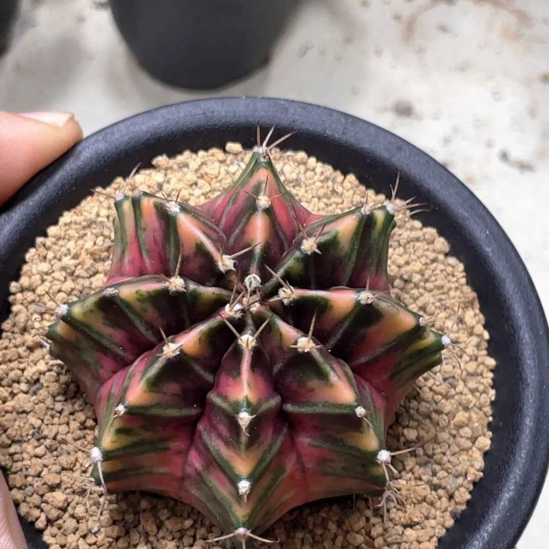 当前无花朵，栽培后可花朵臀锦规律虎斑锦