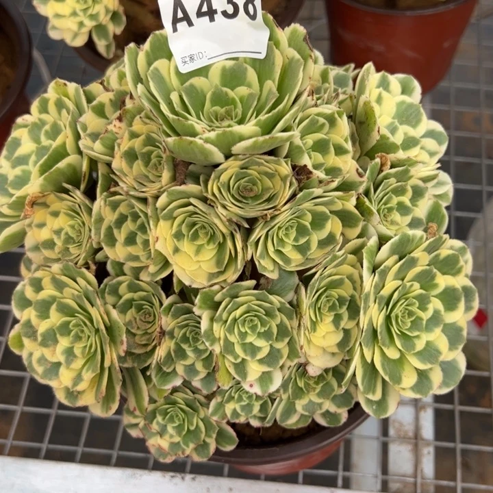 438迈巴赫20厘米左右