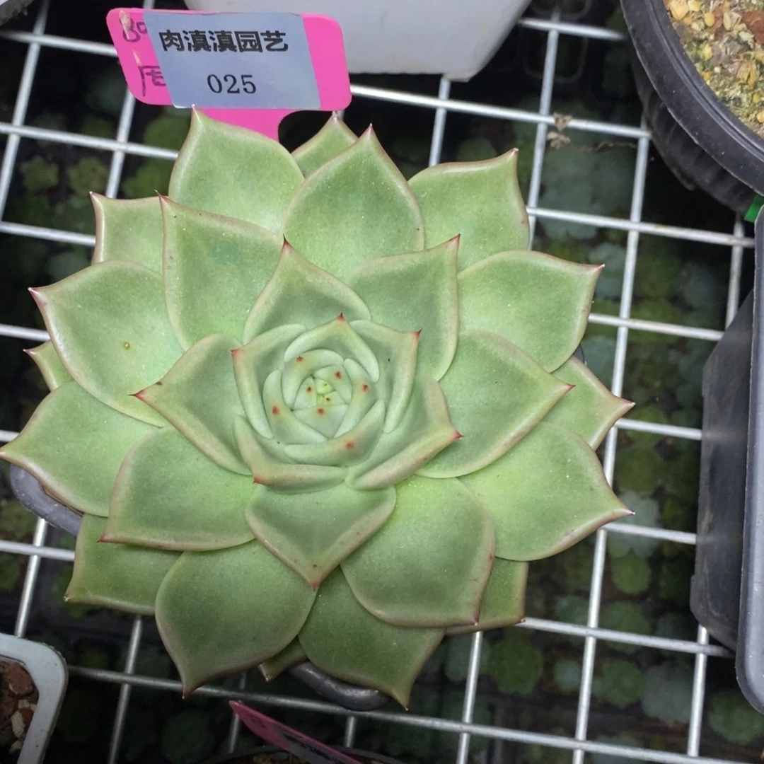 x025-多肉植物 东云杂