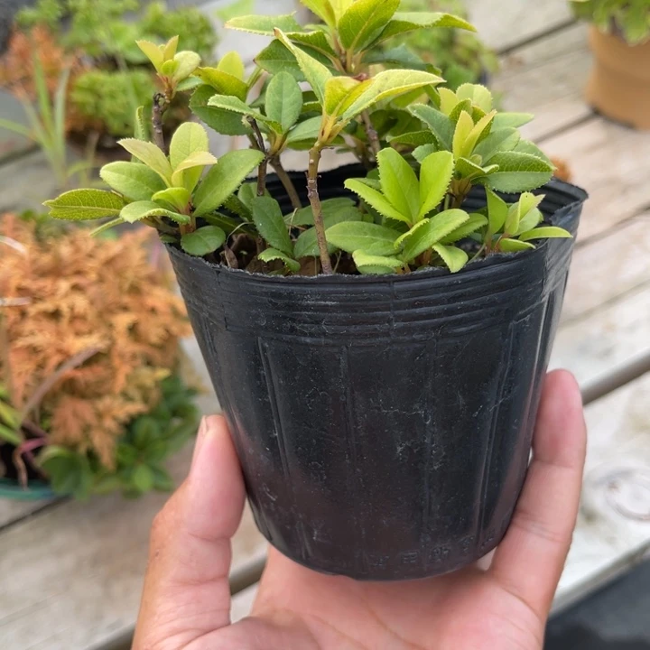 完全开放盆栽植物植物盆栽