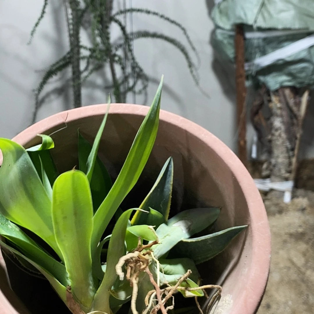 海***康7669龙蛇兰芽子一盆