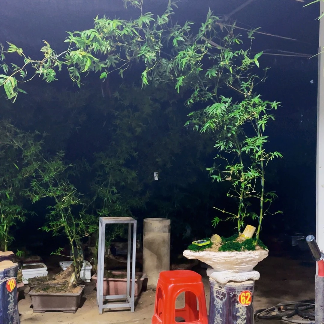 @***@无花朵小叶簕竹熟桩陶瓷盆一物一拍