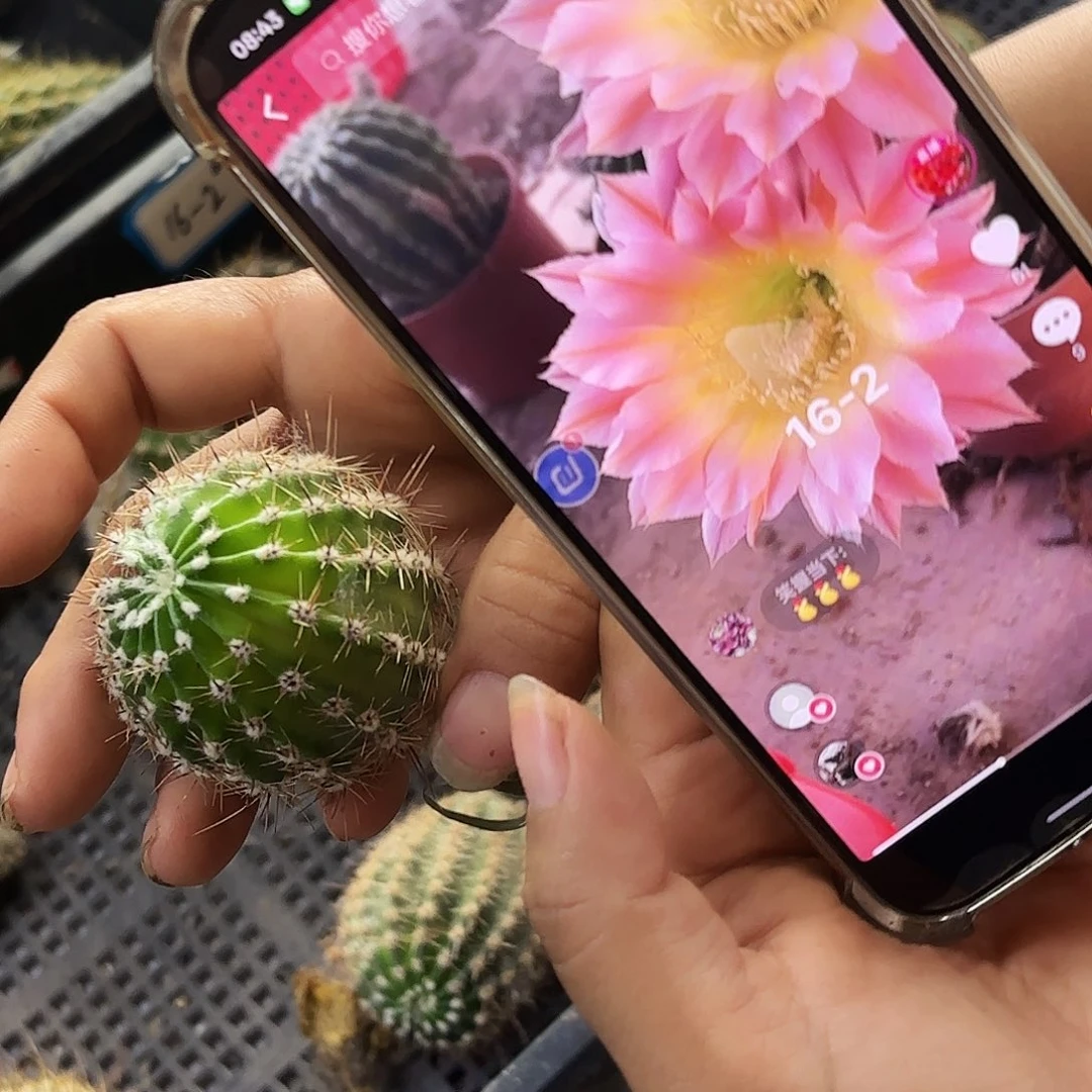 16-2彩无根侧牙20包邮瑕疵