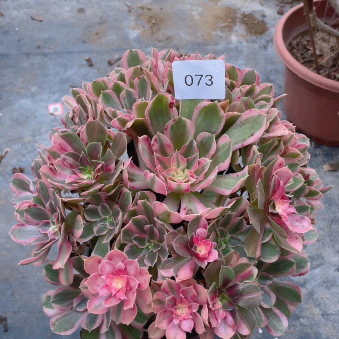 73花样年华精品法师