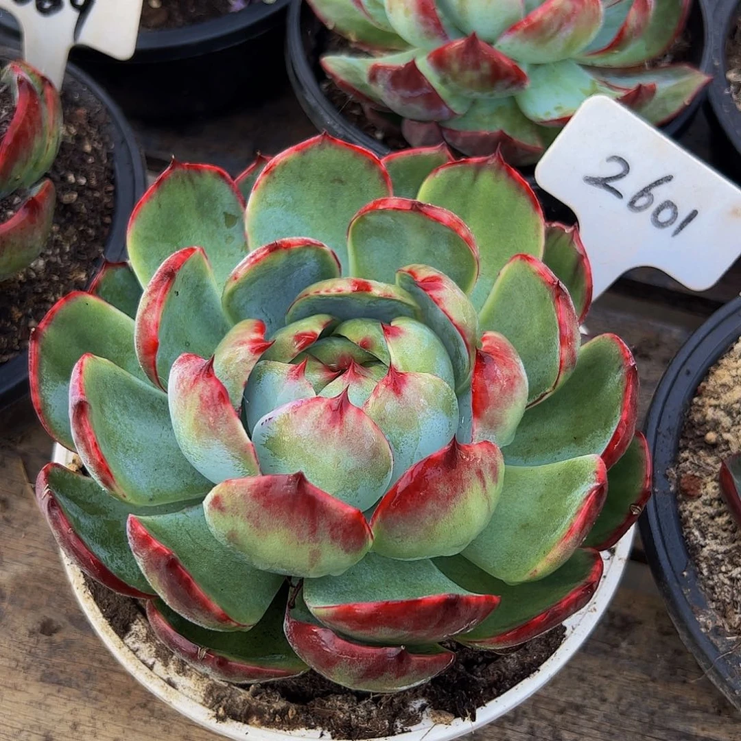 惊鸿仙子一物一拍2601号