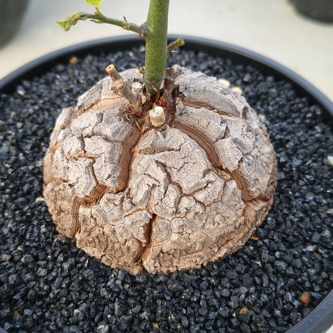 龟甲龙实生块根多肉植物爬藤绿植室内小盆栽带叶发货