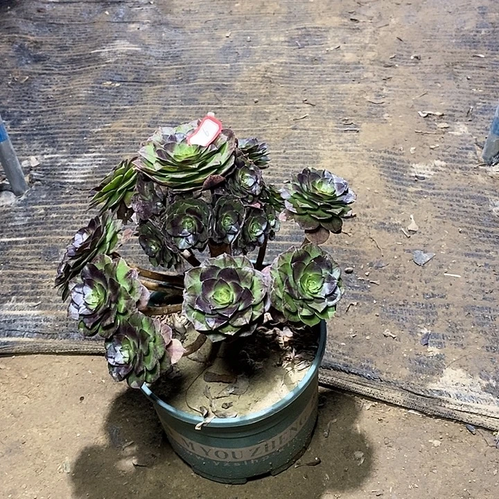 6，黑魔1356788999