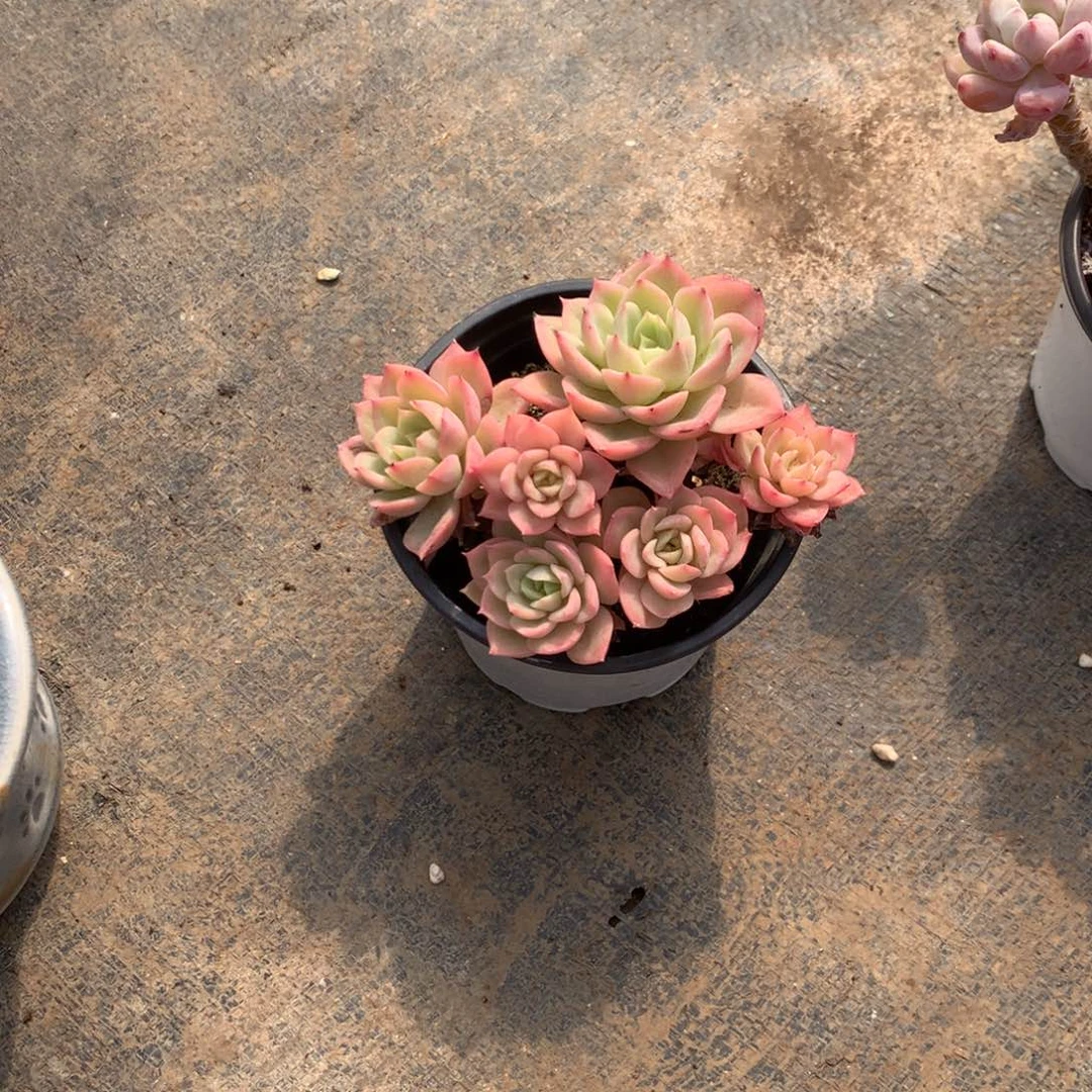 ****歌那时候是个啥日子都是