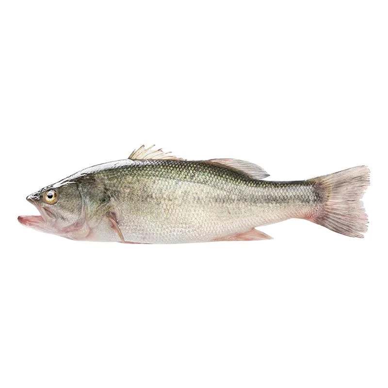 鲈鱼48元一条 约600g （默认宰杀）精品