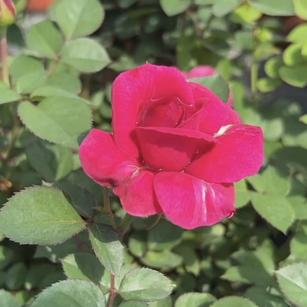 【大富贵】1加仑盆多棵扦插月季花直播四季开放修剪趣味花卉绿植