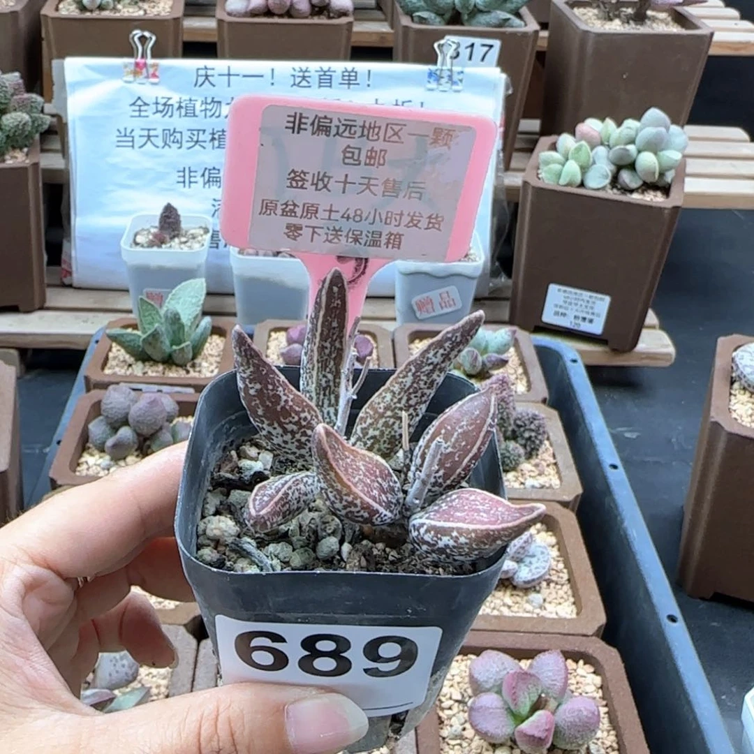 689花肌楞叶多肉植物