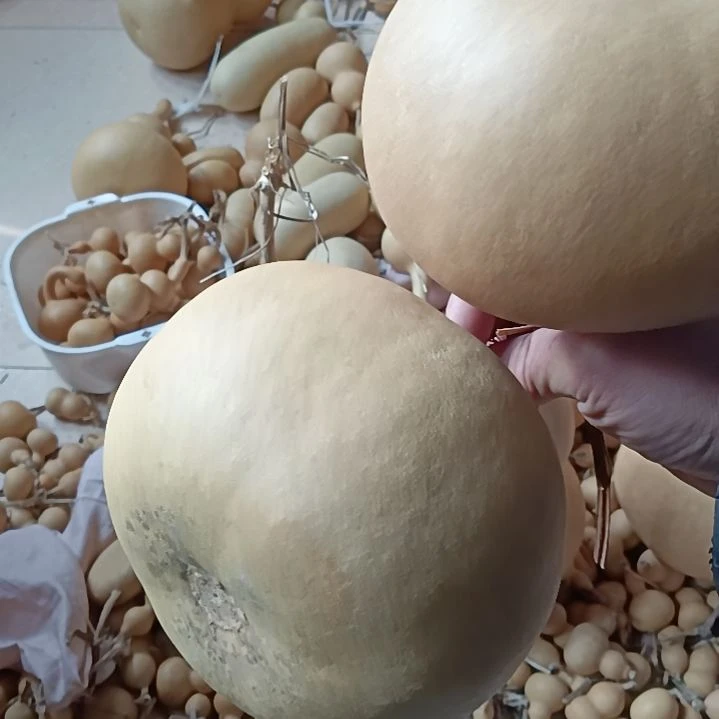 天然葫芦两个苹果葫芦