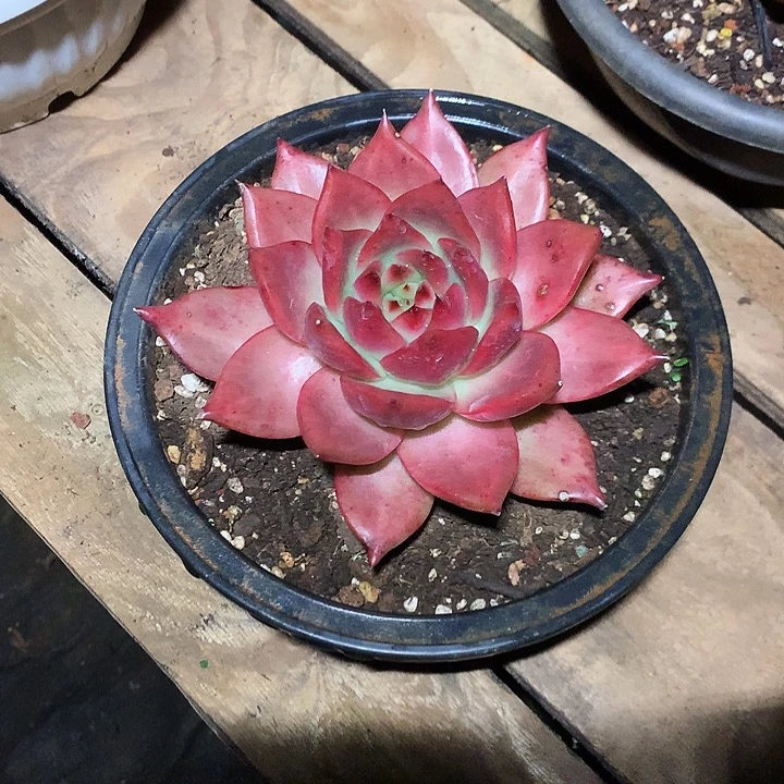 美肉特价活动开始啦