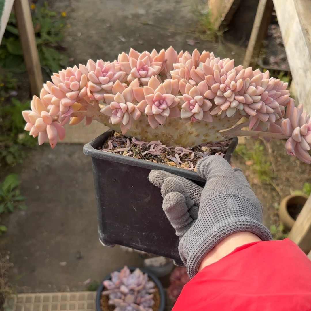 淡雪缀888888888多肉