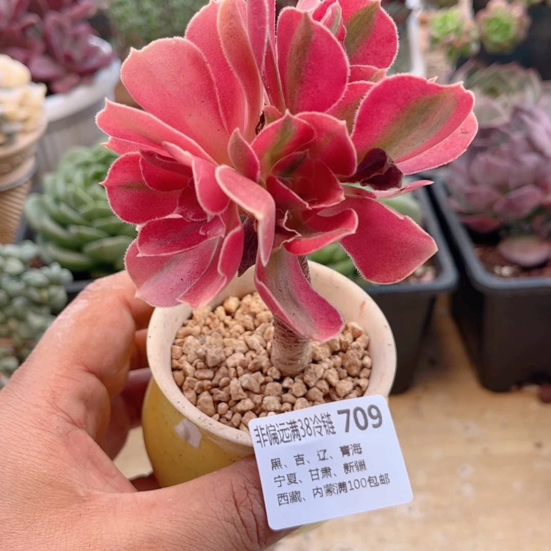 709粉女巫德华多肉