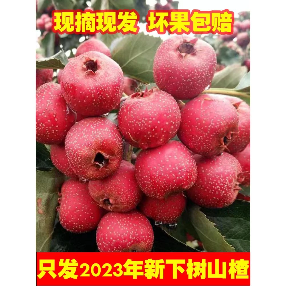 特级新鲜山楂大果鲜果新鲜酸甜现摘现发水果野生山里红山楂鲜果