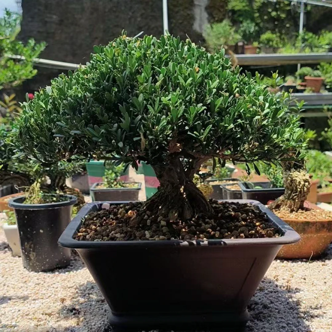 小叶雀舌黄杨盆景室内外观赏植物耐寒耐热易活四季常青