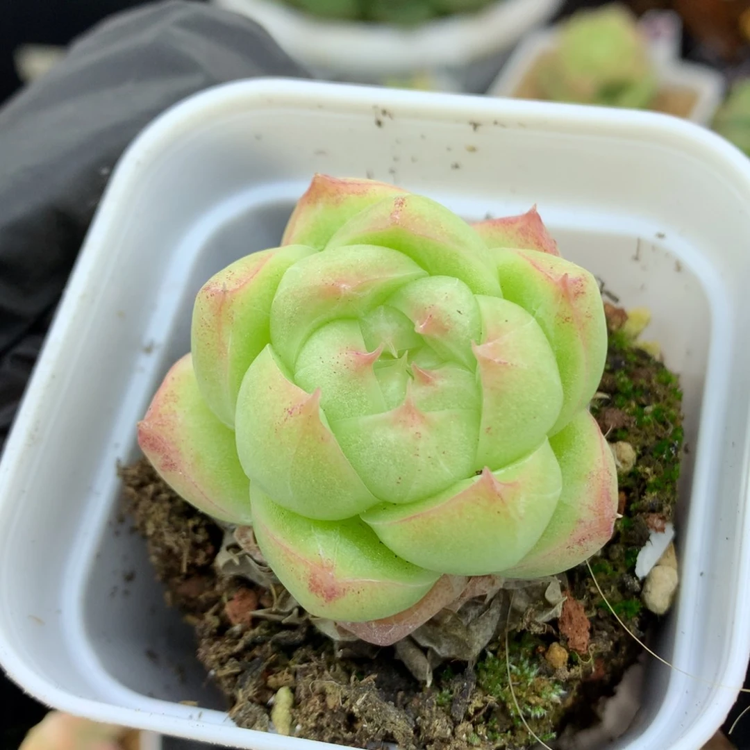 58包邮  群生不包整麦秆15