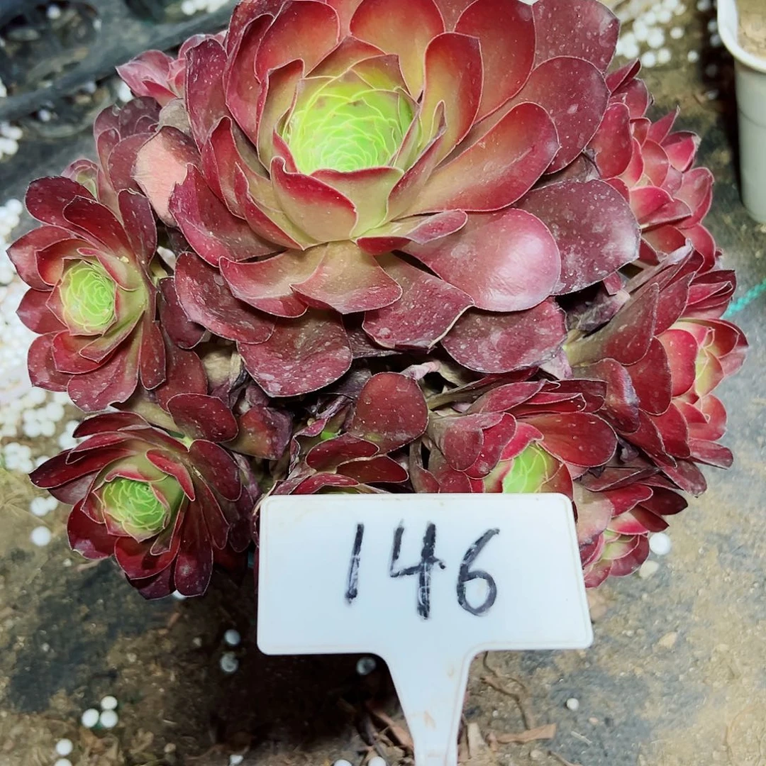 多肉植物梅金法师