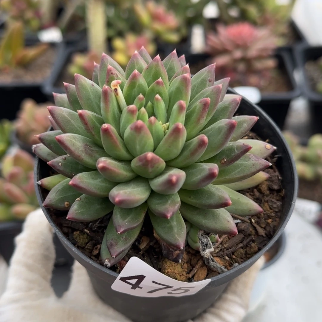 475号一物一拍一物一拍一物一拍