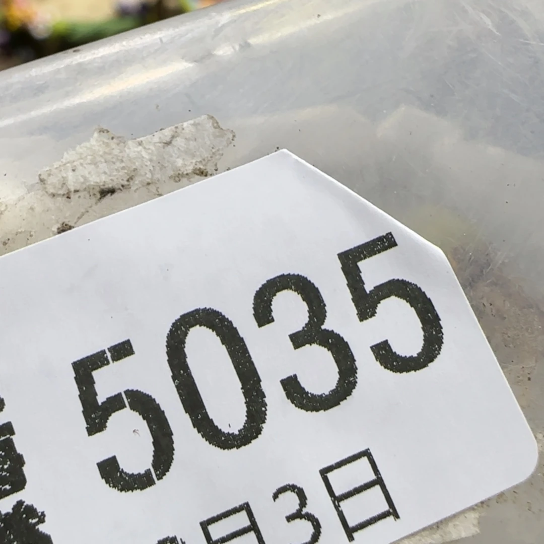 小***.8.3。 专拍3颗。 5035