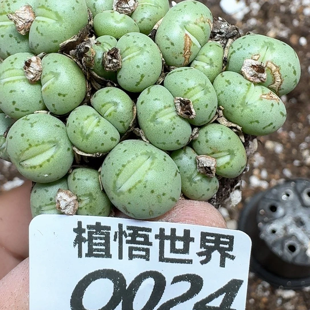 一颗一组量拍小嘴巴肉锥