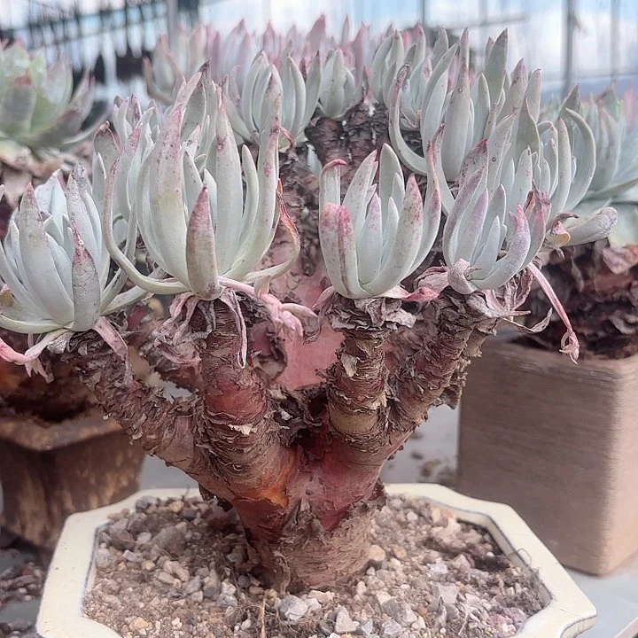 仙女杯多肉植物提取