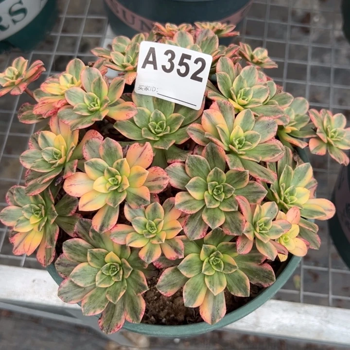 352甜茶18厘米左右