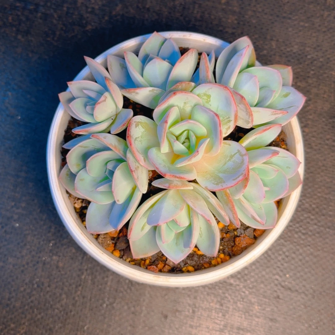 幽兰姐寄养多肉11111111111