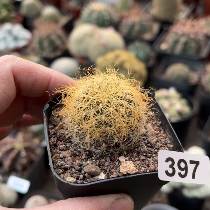 仙人球一物一拍自根