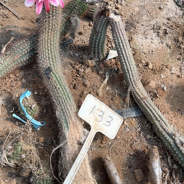 一***深133号毛花柱瑕疵球粉中间