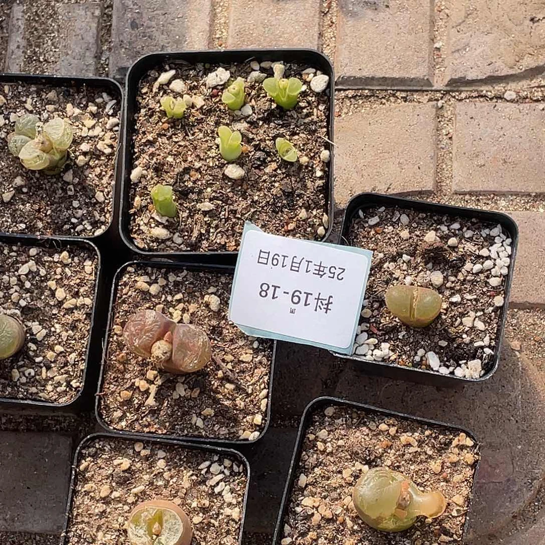 薄****19-18肉锥多肉植物