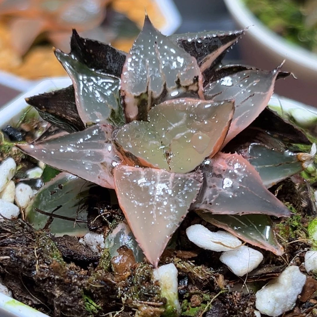 恭喜发财大吉大利1869