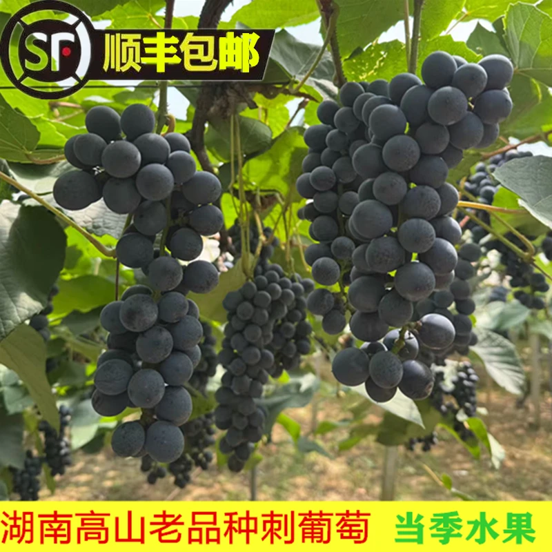 湖南湘西高山刺葡萄当季孕妇水果果园现摘新鲜发货包邮包赔