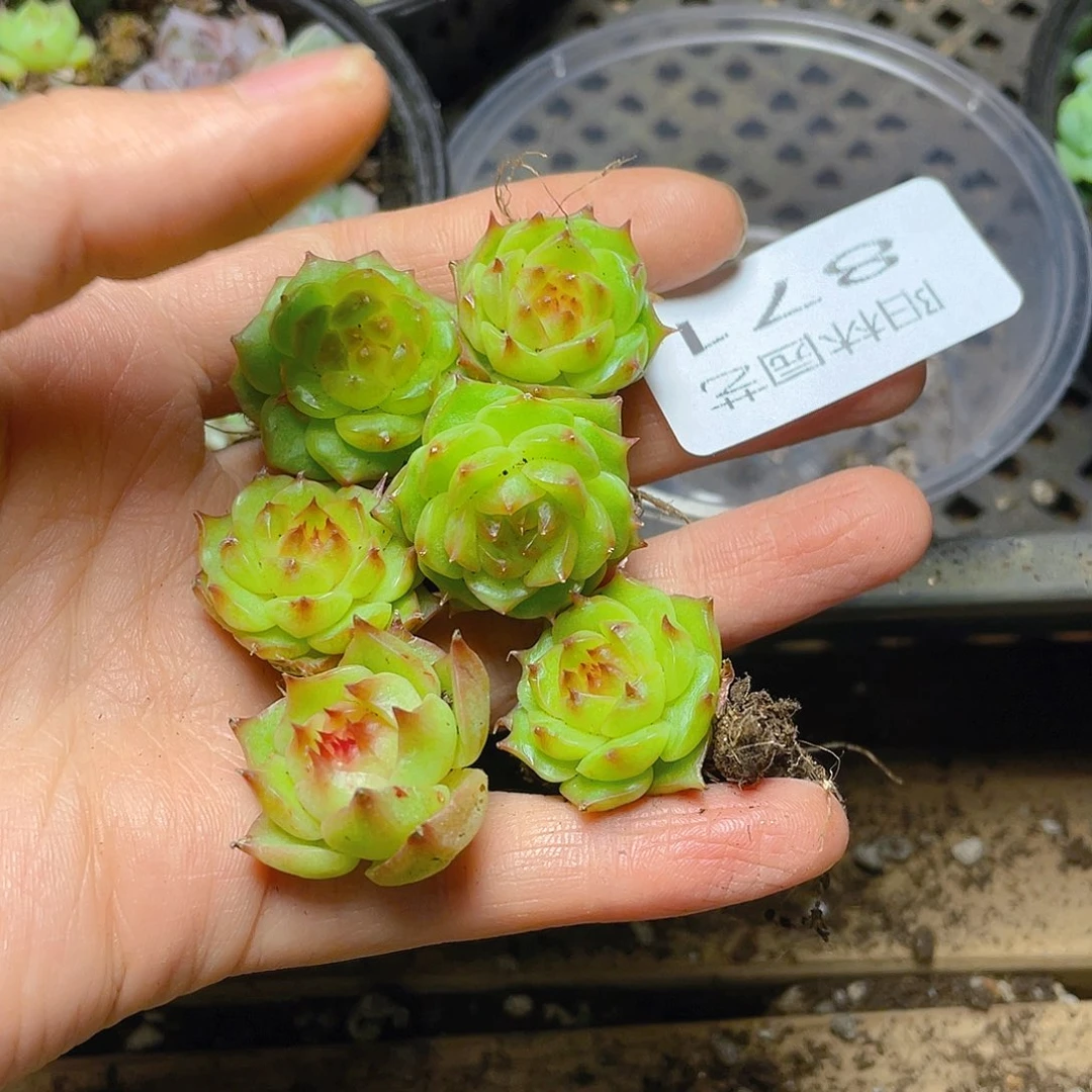多肉植物多肉植物871