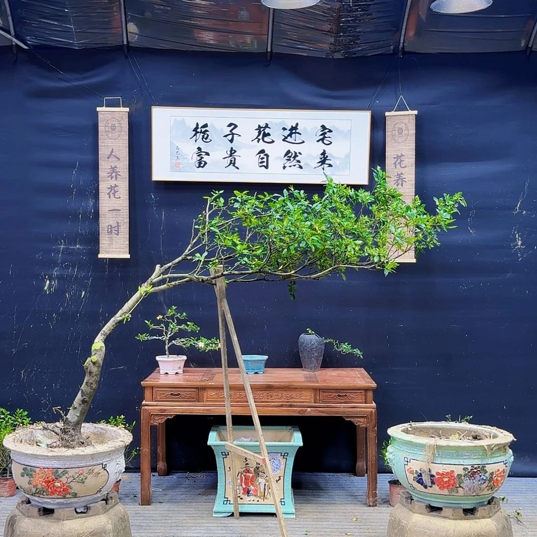 当前无花朵，栽培后可花朵用****7