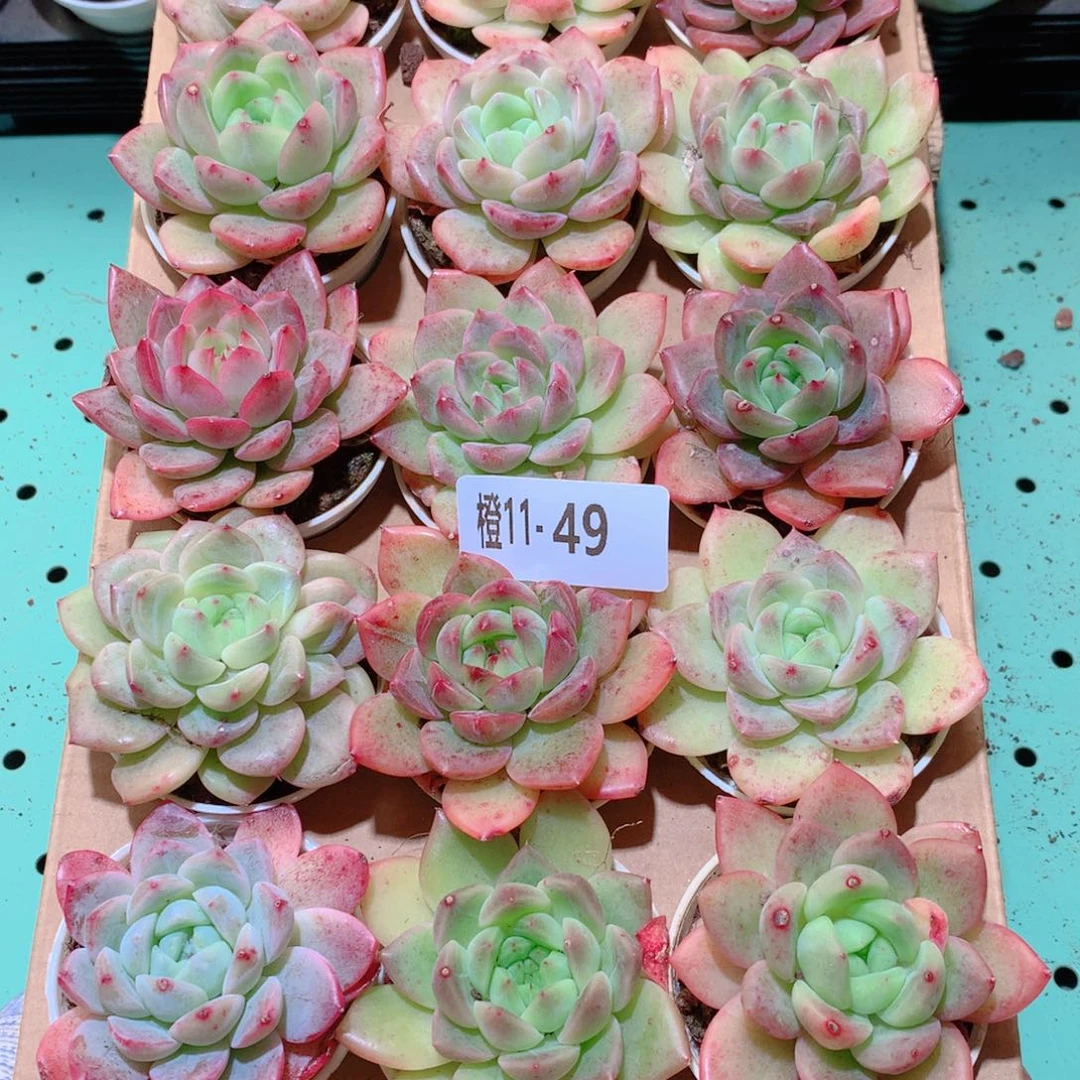 11-49一物一拍多肉带盆18颗