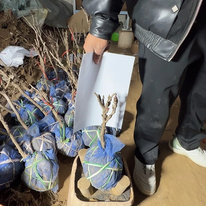 完全开放花王中颗