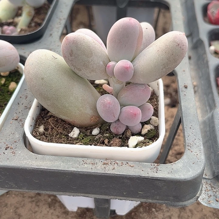 周***①一物一拍满18包邮