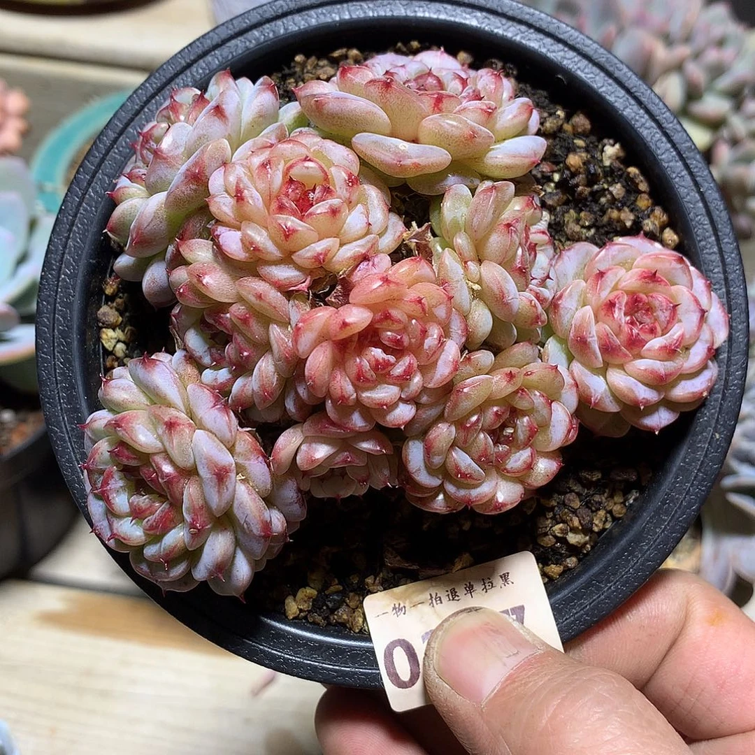 207天鹅绒多肉一颗10.5厘米