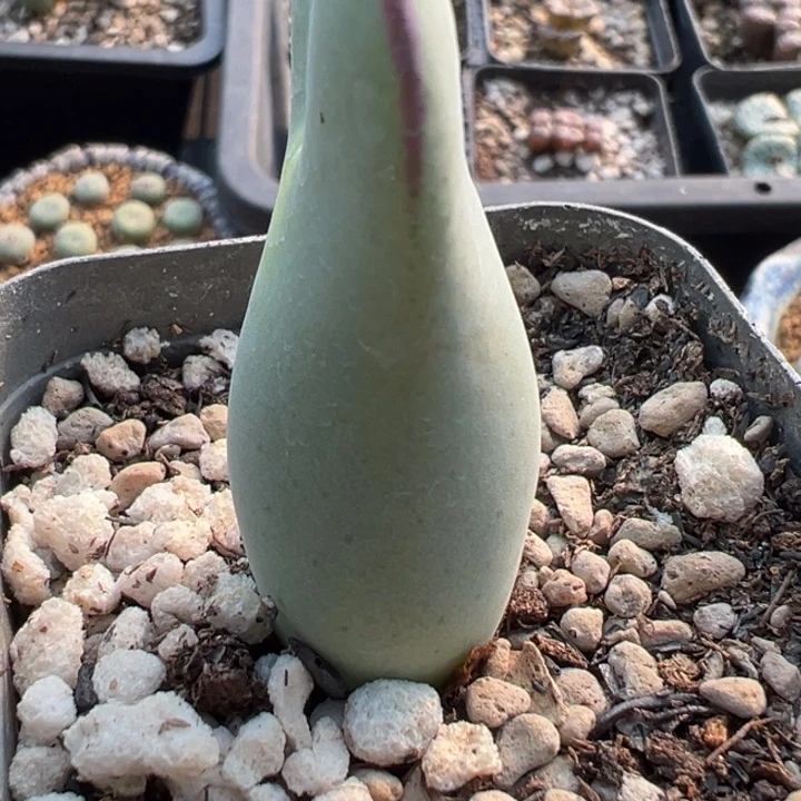 180好这颗多肉有点好看