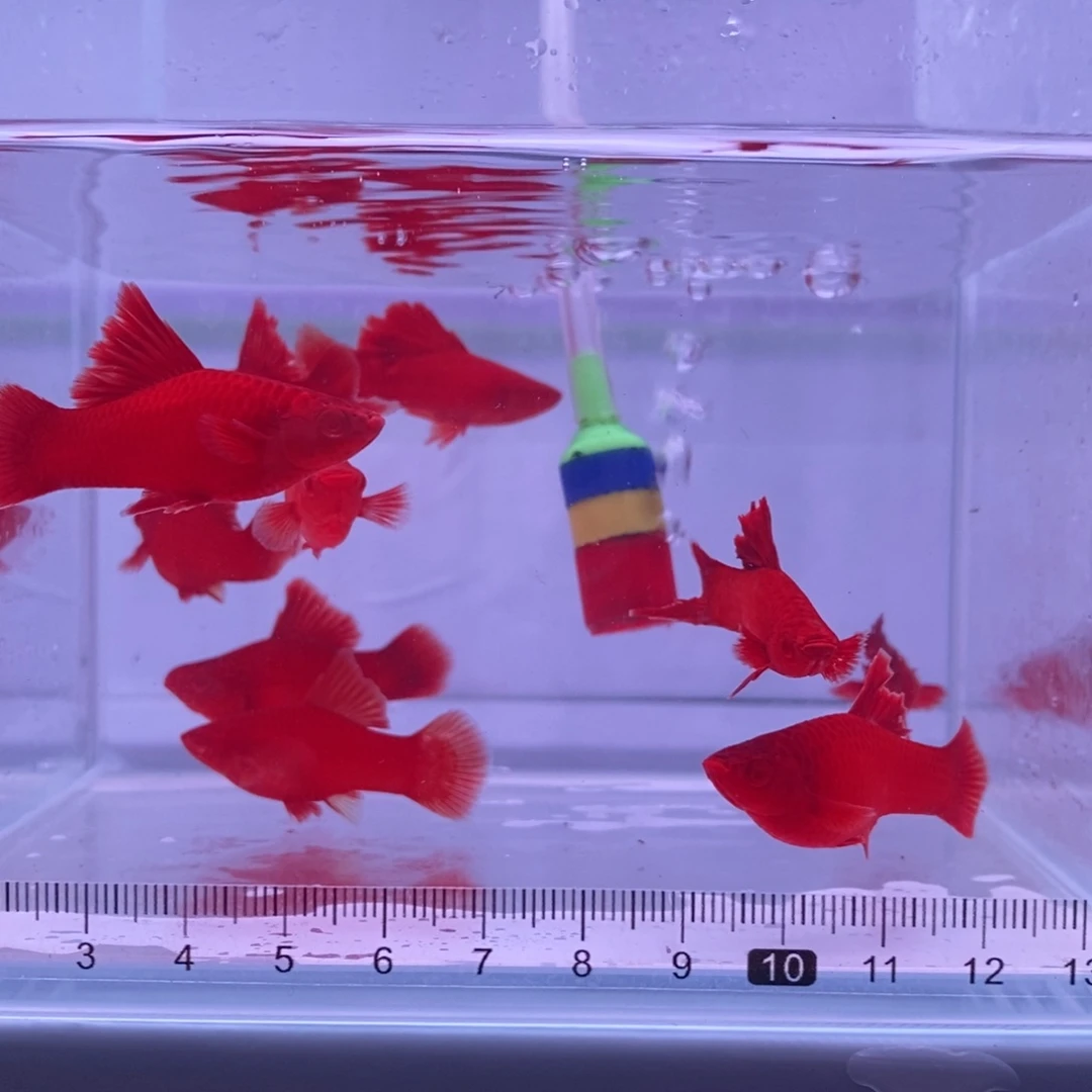 用***6红剑鱼高鳍红剑亚成4公6母