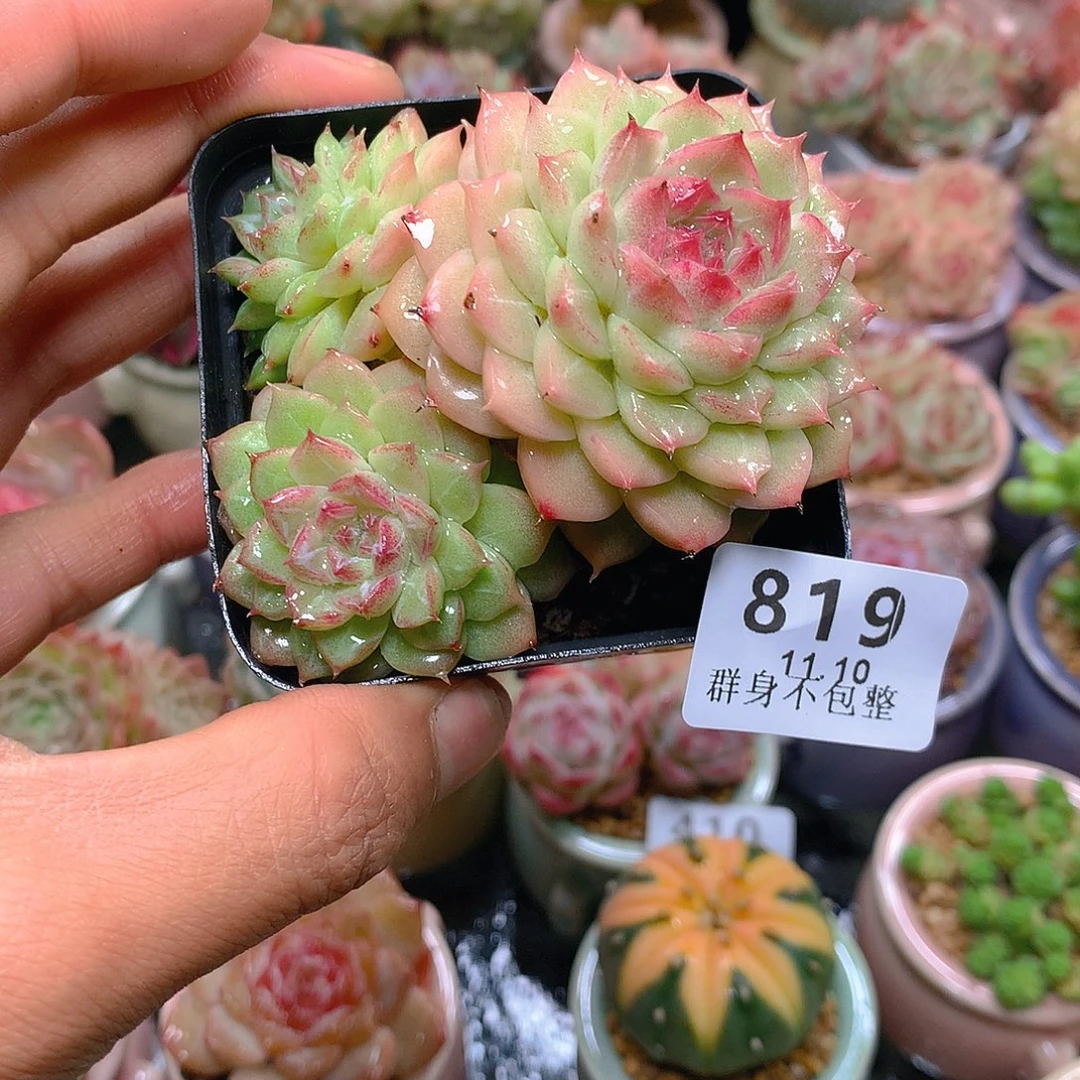 精控拇指盆11.10819