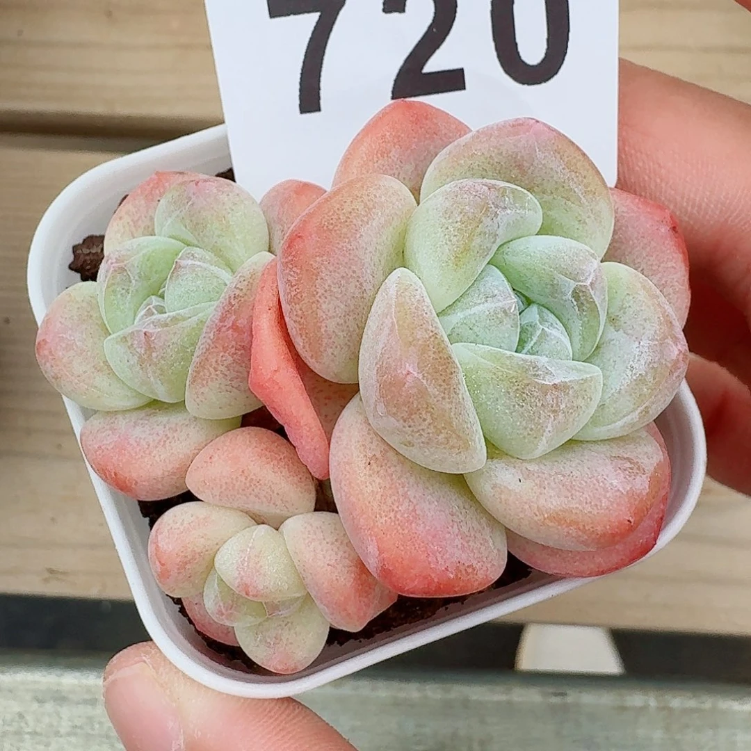 粉糖心冰玉            精美多肉植物