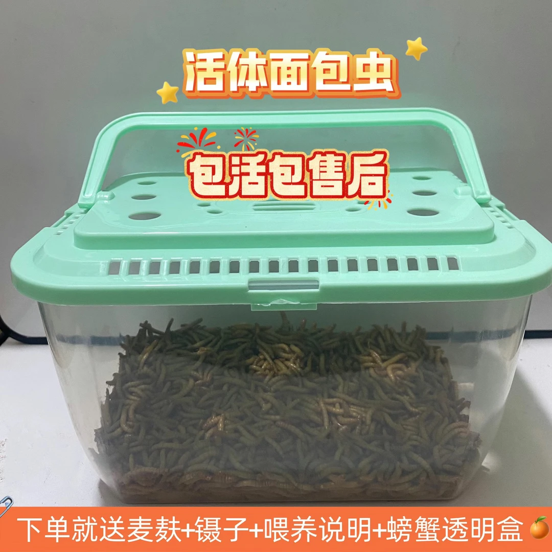 活面包虫钓鱼专用鲜活黄粉虫饲养盒蜥蜴守宫蝎子蚂蚁鸟鸡鸭饵饲料