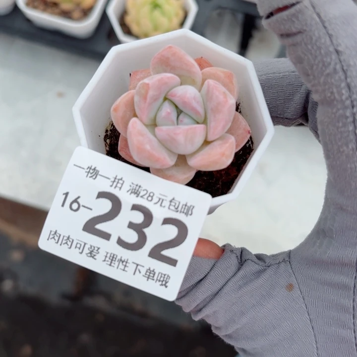 和田玉多多肉植物多肉