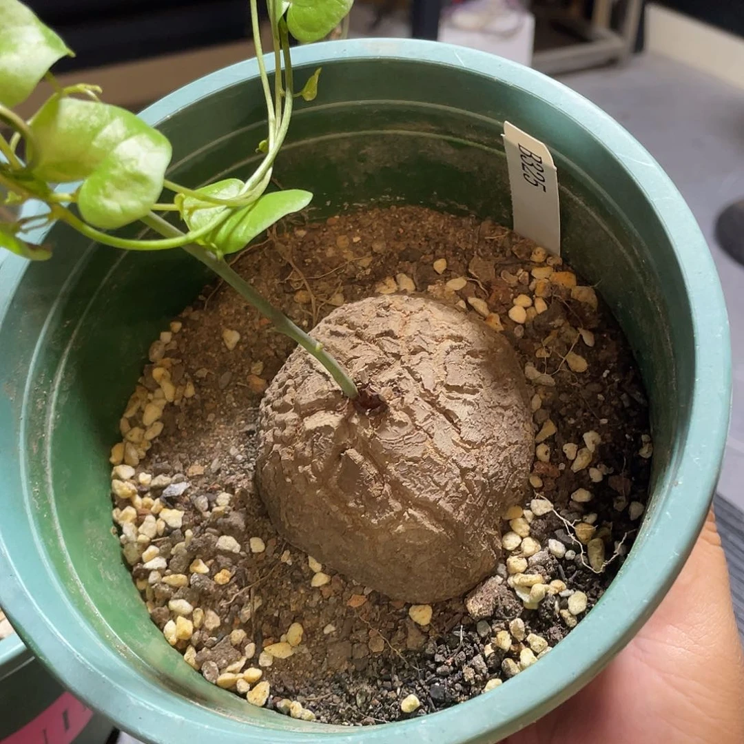 龟甲龙325号不退换